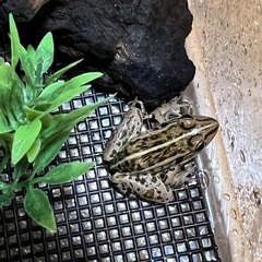 【江別市】自然採集 トノサマガエル 約4cm 複数匹の画像
