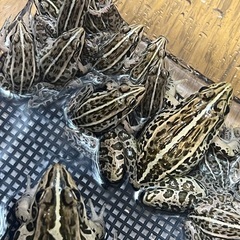 【江別市】自然採集 トノサマガエル 約4cm 複数匹の画像
