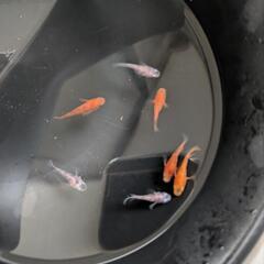 メダカの画像