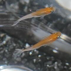 【現物】紅白ヒレ長　１ペアの画像