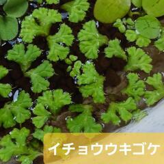メダカ、水草まだあります。の画像