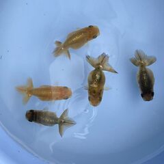 ランチュウ今年生まれた当歳魚５尾(色変わり中大きさ５ｃｍ前後）の画像