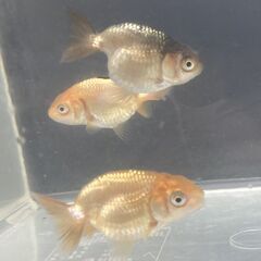 ランチュウ今年生まれた当歳魚５尾(色変わり中大きさ５ｃｍ前後）の画像
