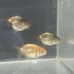 ランチュウ今年生まれた当歳魚５尾(色変わり中大きさ５ｃｍ前後）の画像
