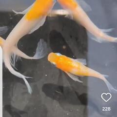 【現物】紅白ヒレ長　１ペアの画像