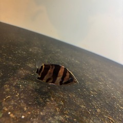 ダトニオの画像