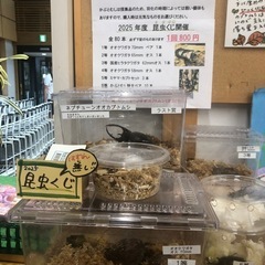 あぐりん村　昆虫くじやってます。