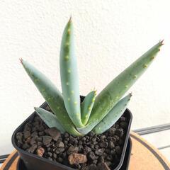 アロエ　クラビフローラ　実生　Aloe clavifloraの画像