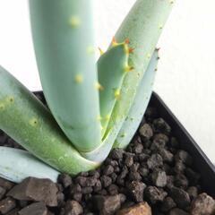 アロエ　クラビフローラ　実生　Aloe clavifloraの画像