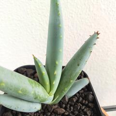 アロエ　クラビフローラ　実生　Aloe clavifloraの画像
