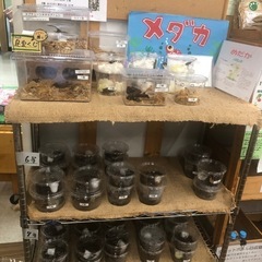 あぐりん村　昆虫くじやってます。 - その他