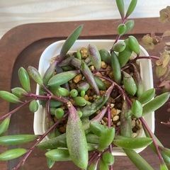 【観葉植物】多肉植物　カリシア・レペンス、ルビーネックレス
の画像