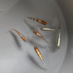 メダカの画像