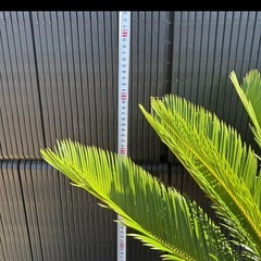 蘇鉄　ソテツ　 ガーデニング　植木　No.17の画像