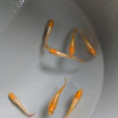 メダカの画像