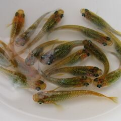 決まりました。メダカ「レインボードラゴン」幼魚 現物1０匹の画像