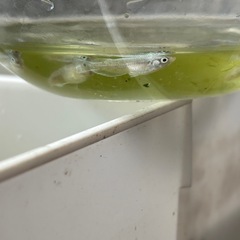 15匹、天鵞絨(ビロード)の稚魚750円の画像