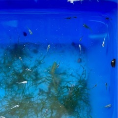 15匹、天鵞絨(ビロード)の稚魚750円の画像