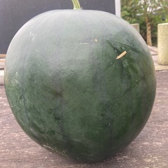 🍉黒皮大玉スイカタヒチ🍉の画像