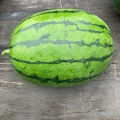 🍉黒皮大玉スイカタヒチ🍉の画像