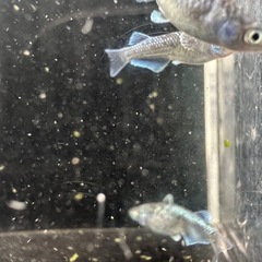 ミッドナイトフリルの画像