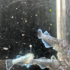ミッドナイトフリルの画像