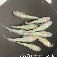 めだか２ペアの画像