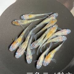 めだか２ペアの画像