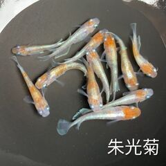 めだか２ペアの画像