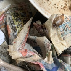 大型陸貝の画像