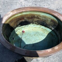 水鉢 メダカ 水草の画像