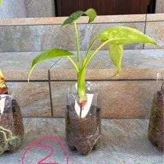 観葉植物🪴クワズイモの画像