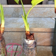 観葉植物🪴クワズイモの画像
