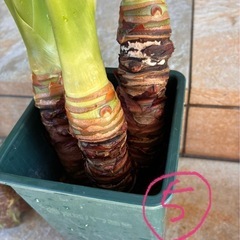 観葉植物🪴クワズイモの画像