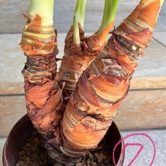 観葉植物🪴クワズイモの画像