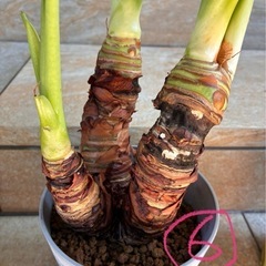 観葉植物🪴クワズイモの画像