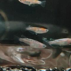 【現物】三色ラメ幹之体外光タイプ（LU-04）若魚２ペアの画像