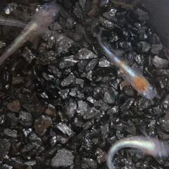 【現物】三色ラメ幹之体外光タイプ（LU-04）若魚２ペアの画像
