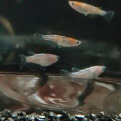 【現物】三色ラメ幹之体外光タイプ（LU-04）若魚２ペアの画像