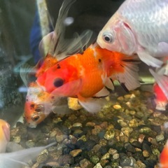 金魚 の画像
