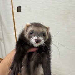 愛知県名古屋市　フェレット　オス　生後半年