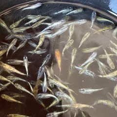 ラメミックス10匹　300円　⑤の画像