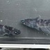 ランキングキーワードに紐づく投稿画像-メダカ