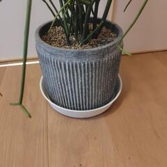 ミルクブッシュ　樹高約130cmの画像