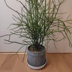 ミルクブッシュ　樹高約130cmの画像