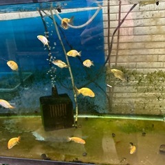 らんちゅうの画像