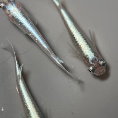 (伊勢宮メダカ) 菊銀ブルーオス２匹メス３匹　菊間メダカ直系の画像