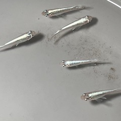(伊勢宮メダカ) 菊銀ブルーオス２匹メス３匹　菊間メダカ直系の画像