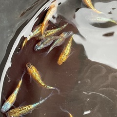 【ククナ】無選別1ペア②
の画像