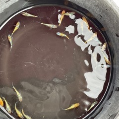 【ククナ】無選別1ペア②
の画像